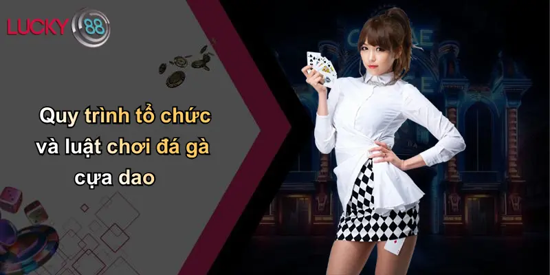 Quy trình tổ chức và luật chơi đá gà cựa dao